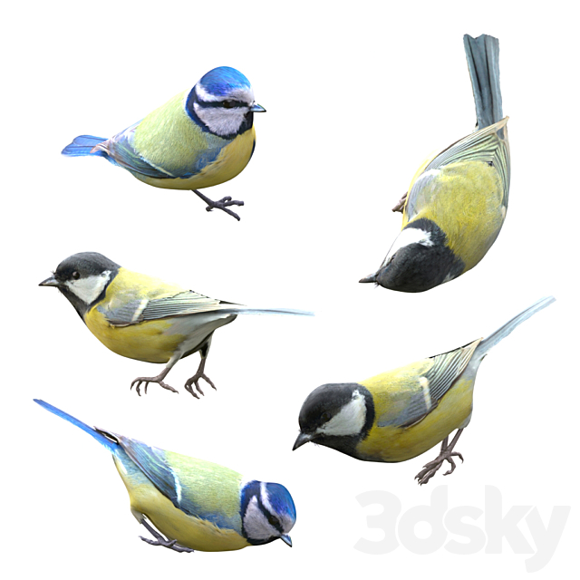 Great Tits and Blue Tits at bird feeder 3DSMax File - thumbnail 3