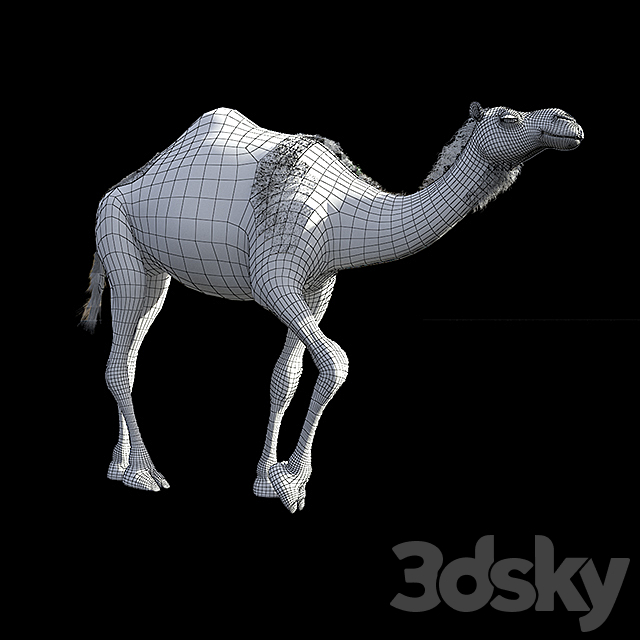 Camel 3d
