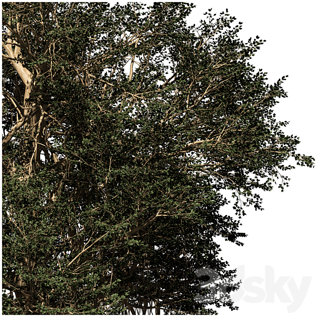 banyan tree 3DSMax File - thumbnail 2