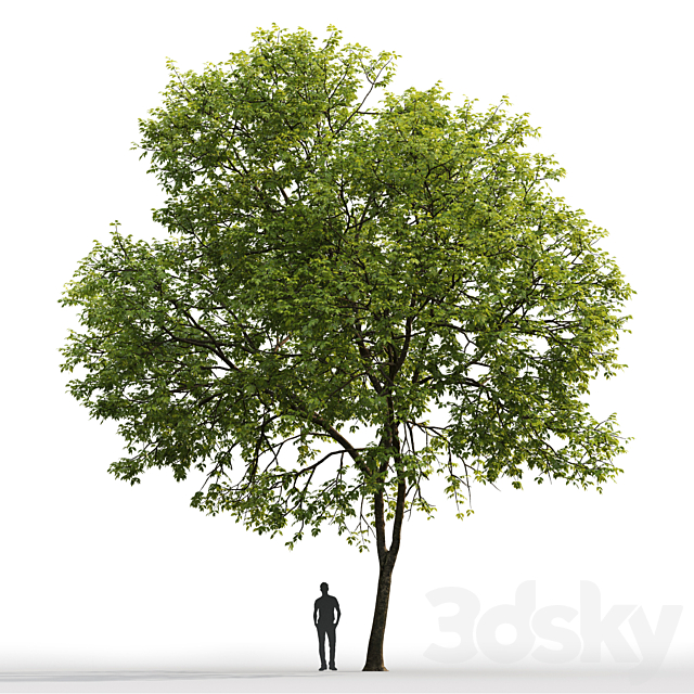 Ash-tree # 1 (17.1m) 3d