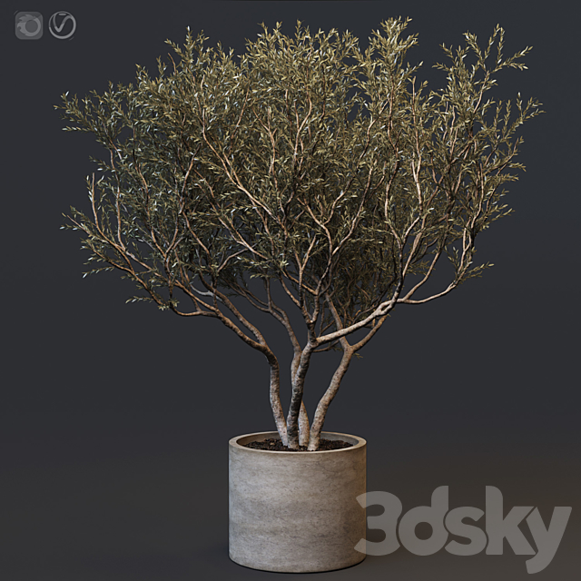 Plant set 02 – European olive 3DSMax File - thumbnail 1