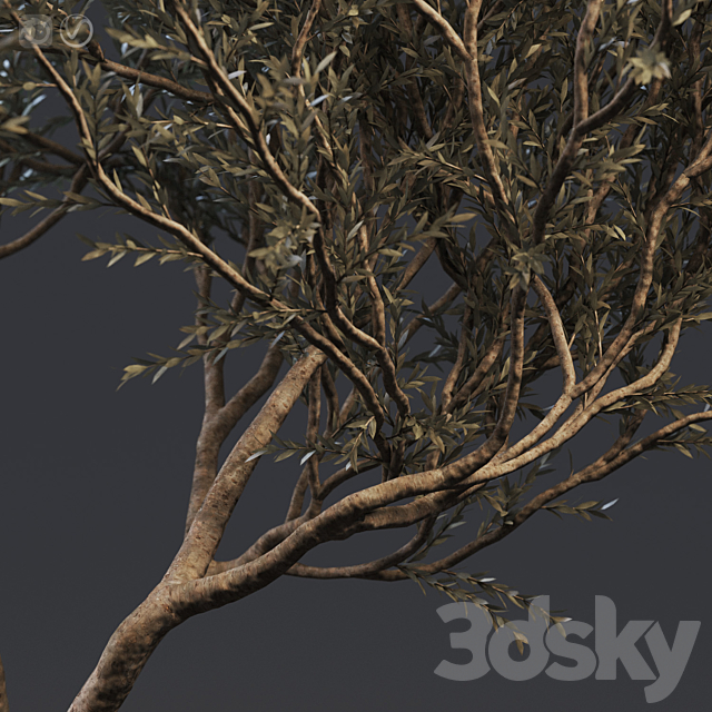 Plant set 02 – European olive 3DSMax File - thumbnail 2