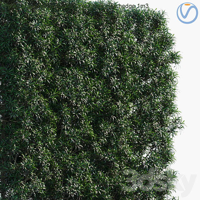Podocarpus macrophyllus | Yew plum pine hedge 1m3 3d