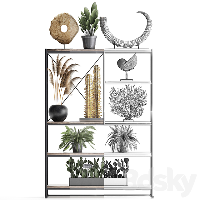 Decorative set 14. Decor shelf. tusk. pampas grass. dried flower. coral. cactus. fern. rack. loft decor 3DSMax File - thumbnail 3
