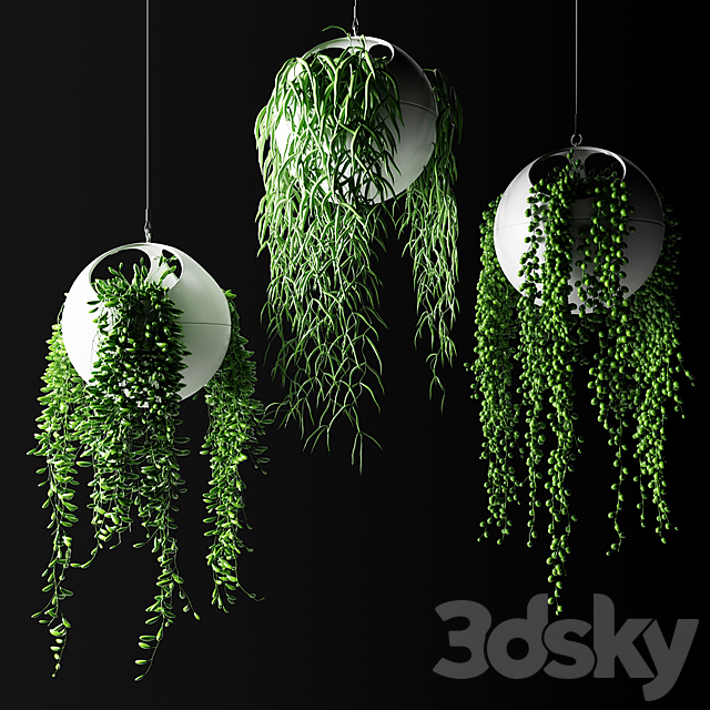 Hanging plants in flower pots | Hanged Plants in spherical hanging planters 3DSMax File - thumbnail 2