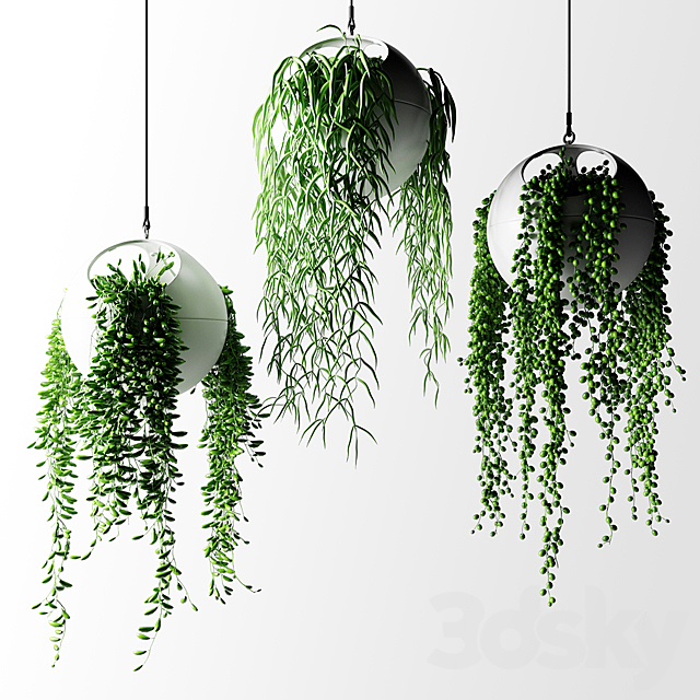 Hanging plants in flower pots | Hanged Plants in spherical hanging planters 3DSMax File - thumbnail 3
