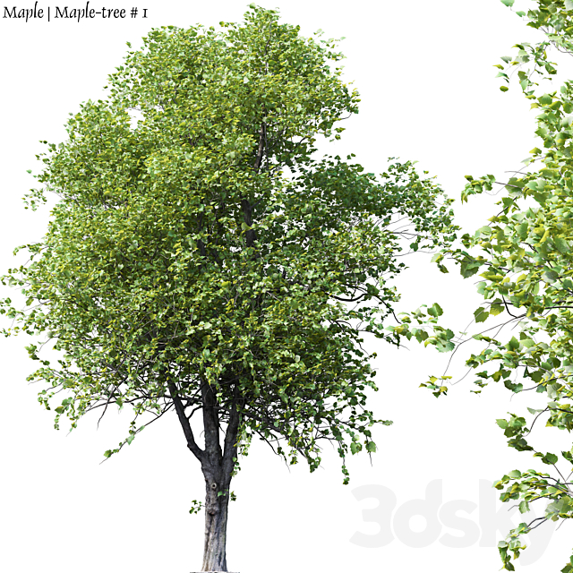 Maple | Maple-tree # 1 3DSMax File - thumbnail 1