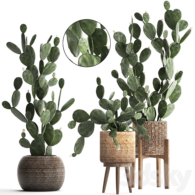 Collection of beautiful little cacti in pots rattan baskets with Prickly pear cactus. Prickly pear. Set 397. 3DSMax File - thumbnail 1