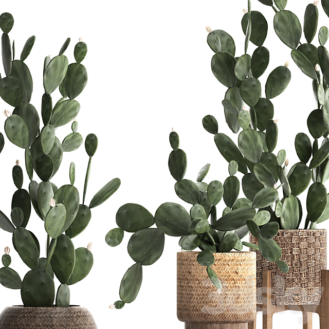 Collection of beautiful little cacti in pots rattan baskets with Prickly pear cactus. Prickly pear. Set 397. 3DSMax File - thumbnail 2