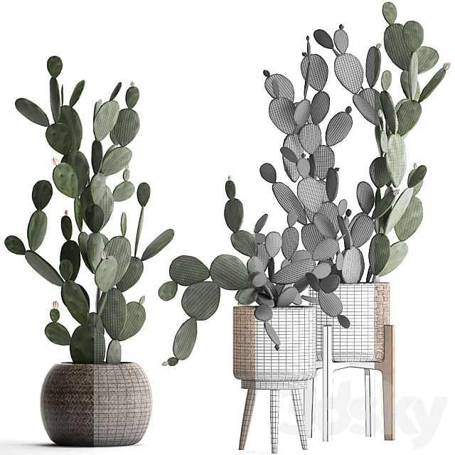 Collection of beautiful little cacti in pots rattan baskets with Prickly pear cactus. Prickly pear. Set 397. 3DSMax File - thumbnail 3