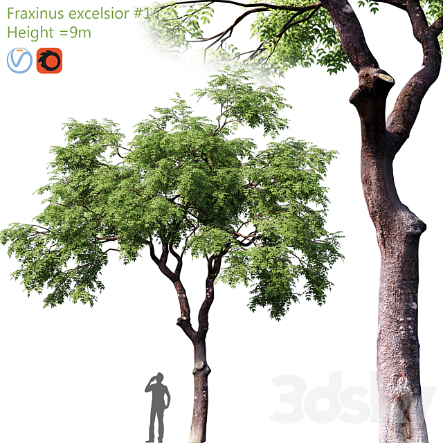 Fraxinus excelsior # 1 3DSMax File - thumbnail 1