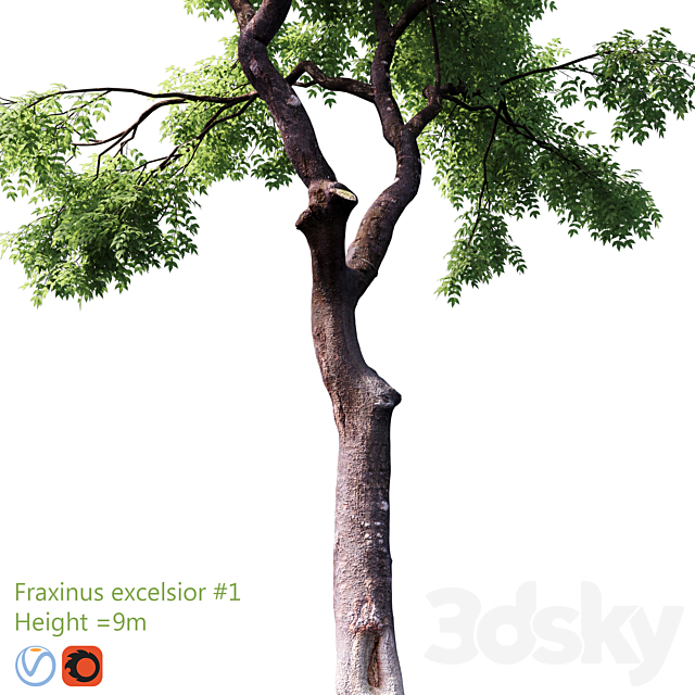 Fraxinus excelsior # 1 3DSMax File - thumbnail 2