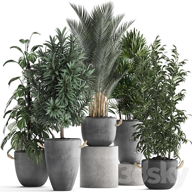 Collection of interior plants in modern concrete pots and vases made of Palm. bamboo. rapeseed. Monstera. Set 413 3DSMax File - thumbnail 1