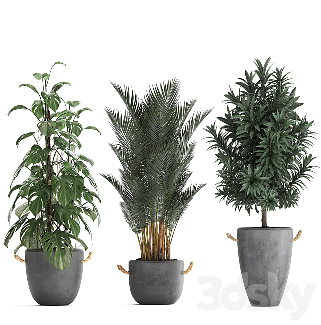 Collection of interior plants in modern concrete pots and vases made of Palm. bamboo. rapeseed. Monstera. Set 413 3DSMax File - thumbnail 2
