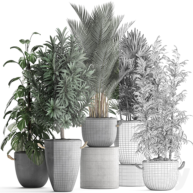 Collection of interior plants in modern concrete pots and vases made of Palm. bamboo. rapeseed. Monstera. Set 413 3DSMax File - thumbnail 3