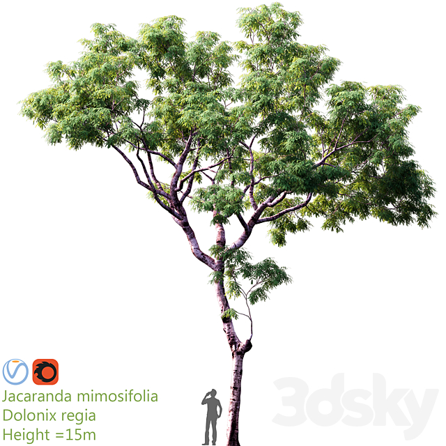 Jacaranda mimosifolia | Dolonix regia | Height = 15m 3d