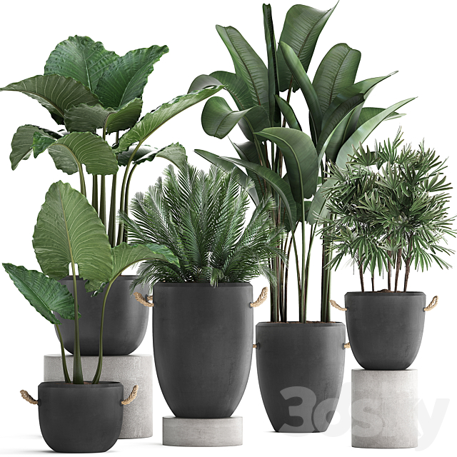 A collection of beautiful small plants in modern black concrete pots with banana palm. rapeseed. alokasia. loft. strelitzia. Set 415. 3DSMax File - thumbnail 1