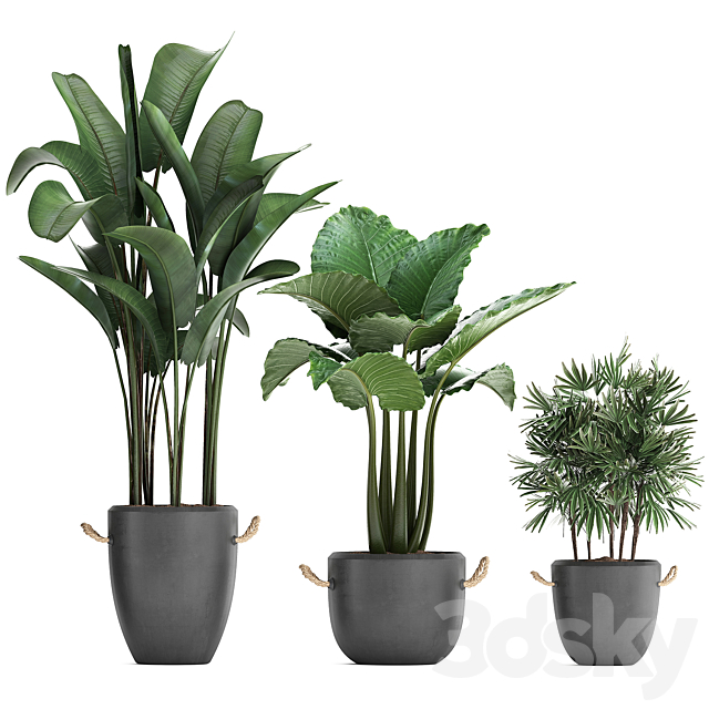 A collection of beautiful small plants in modern black concrete pots with banana palm. rapeseed. alokasia. loft. strelitzia. Set 415. 3DSMax File - thumbnail 2