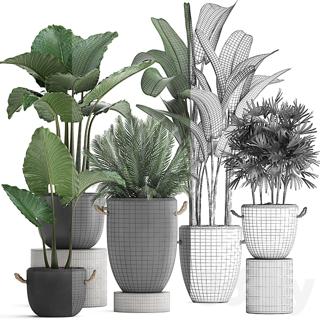 A collection of beautiful small plants in modern black concrete pots with banana palm. rapeseed. alokasia. loft. strelitzia. Set 415. 3DSMax File - thumbnail 3