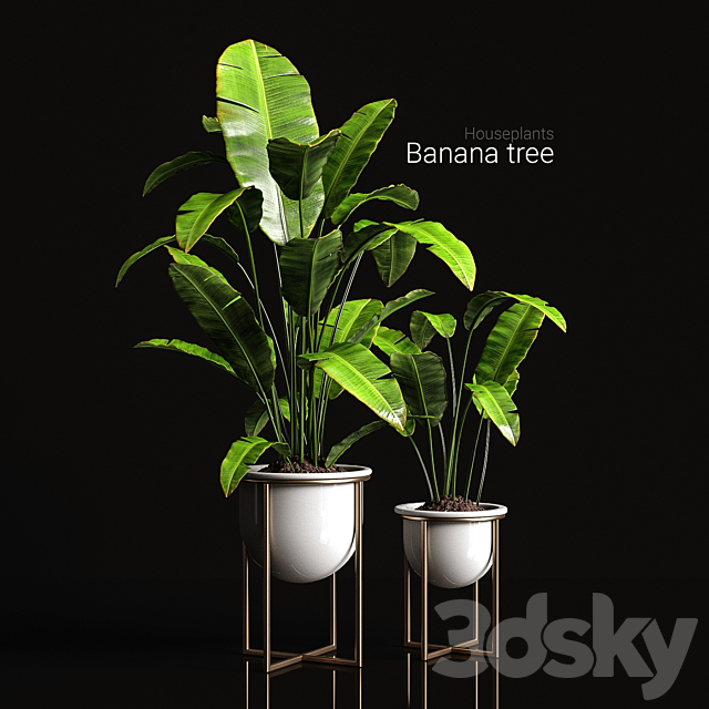Houseplants banana tree 3DSMax File - thumbnail 1