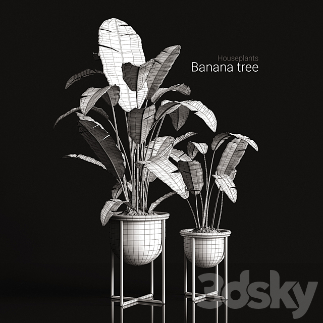 Houseplants banana tree 3DSMax File - thumbnail 3