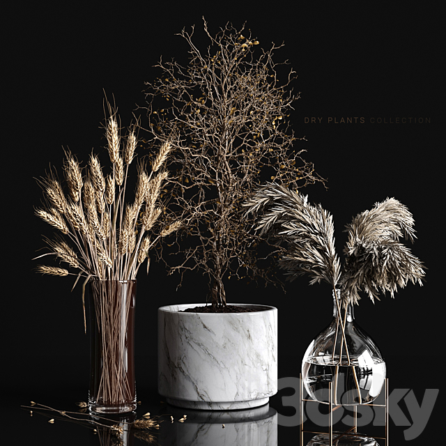 Dry plants collection 3DSMax File - thumbnail 1