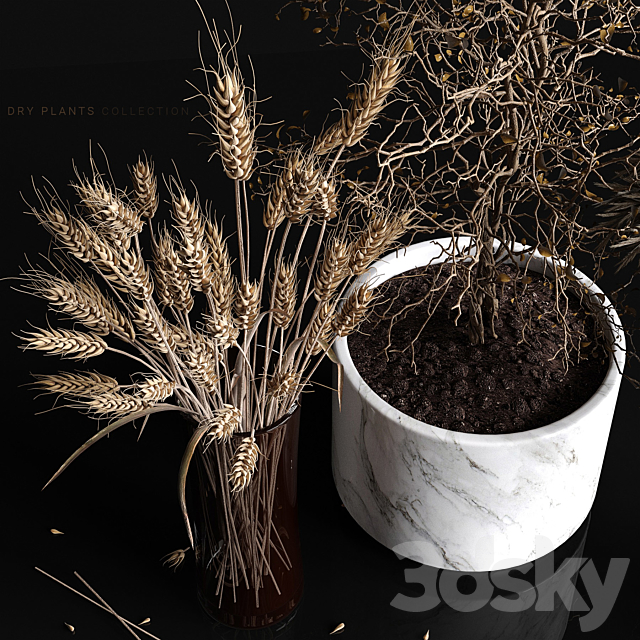 Dry plants collection 3DSMax File - thumbnail 2
