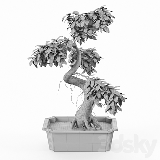 Bonsai tree ficus 3DSMax File - thumbnail 3