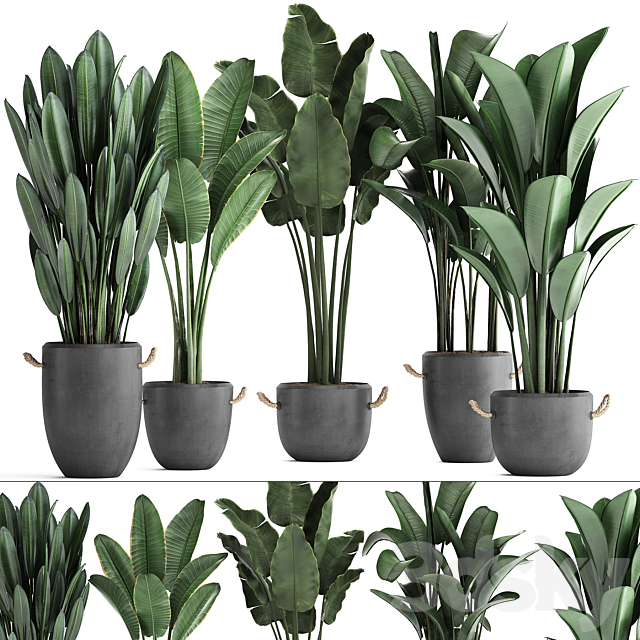 Collection of beautiful plants for the corner with banana palm in black modern concrete pots with Strelitzia. ravenala. Set 419. 3DSMax File - thumbnail 1