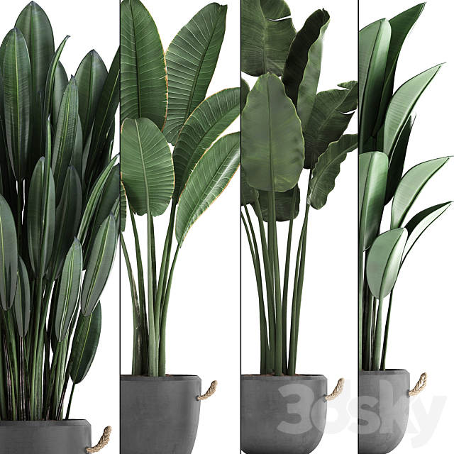 Collection of beautiful plants for the corner with banana palm in black modern concrete pots with Strelitzia. ravenala. Set 419. 3DSMax File - thumbnail 2