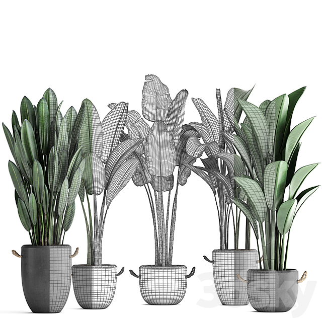 Collection of beautiful plants for the corner with banana palm in black modern concrete pots with Strelitzia. ravenala. Set 419. 3DSMax File - thumbnail 3
