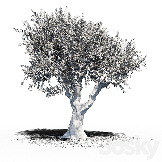 Olive Tree (Europa Olea) v2 3d