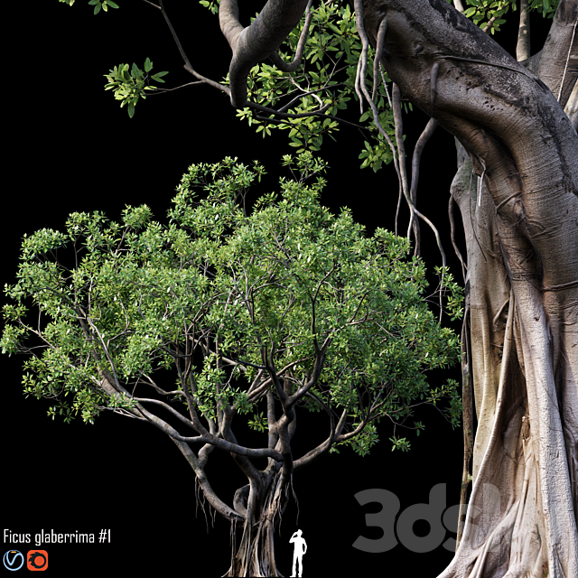 Ficus 3DSMax File - thumbnail 1