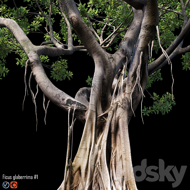 Ficus 3DSMax File - thumbnail 2