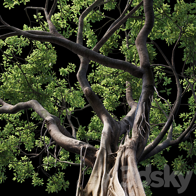 Ficus 3DSMax File - thumbnail 3