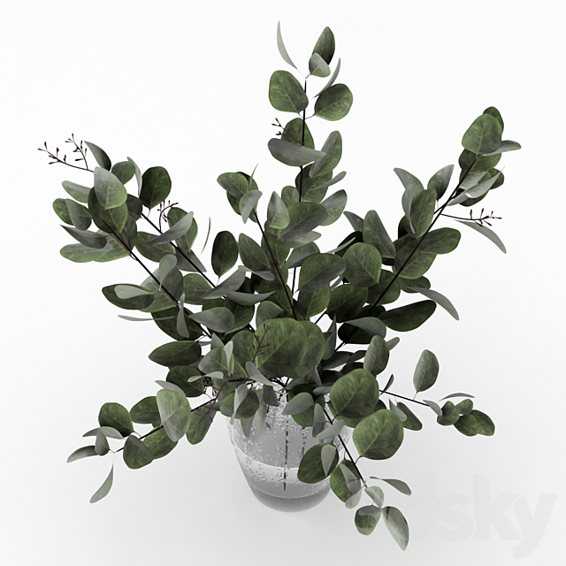 Bouquet of eucalyptus 3d