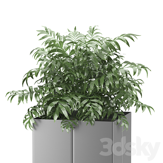 Palm tree in a pot 03 (CAPE Collection) 3d