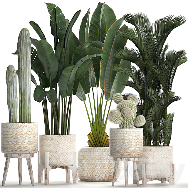 Collection of plants in white modern baskets with Cacti and banana palm dipsis carnegie strelitzia. Set 426. Free Download
