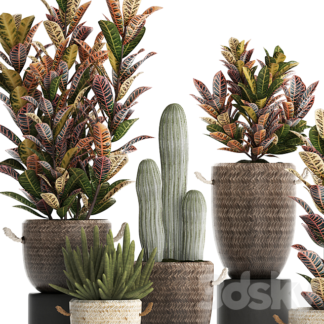 Collection of small plants in modern rattan baskets with Croton tree. cactus. sansevieria cylindrical. Set 433. 3dskyfree