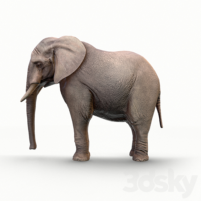 Elephant _ Elephant 3DSMax File - thumbnail 2