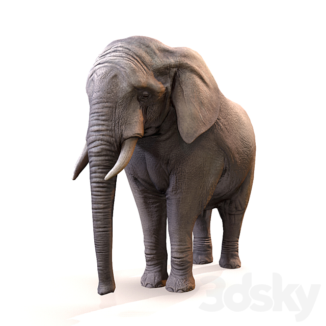Elephant _ Elephant 3DSMax File - thumbnail 1