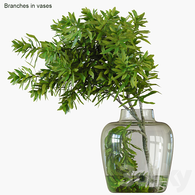 Branches in vases 32: Banksia plagiocarpa 3d