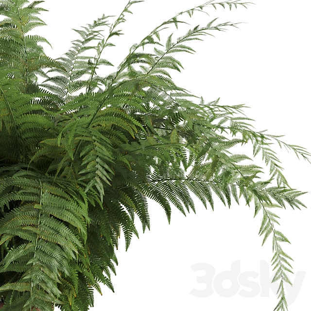 Fern in a clay vase 3DSMax File - thumbnail 4