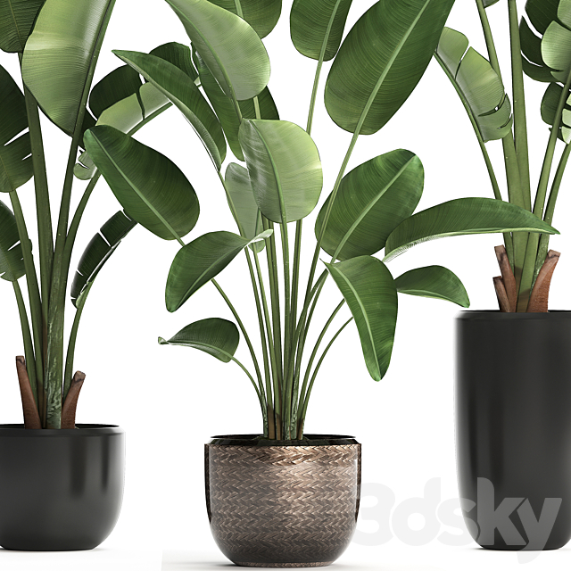 Collection of small plants in black modern pots with Banana palm. Strelitzia. Set 444. 3d