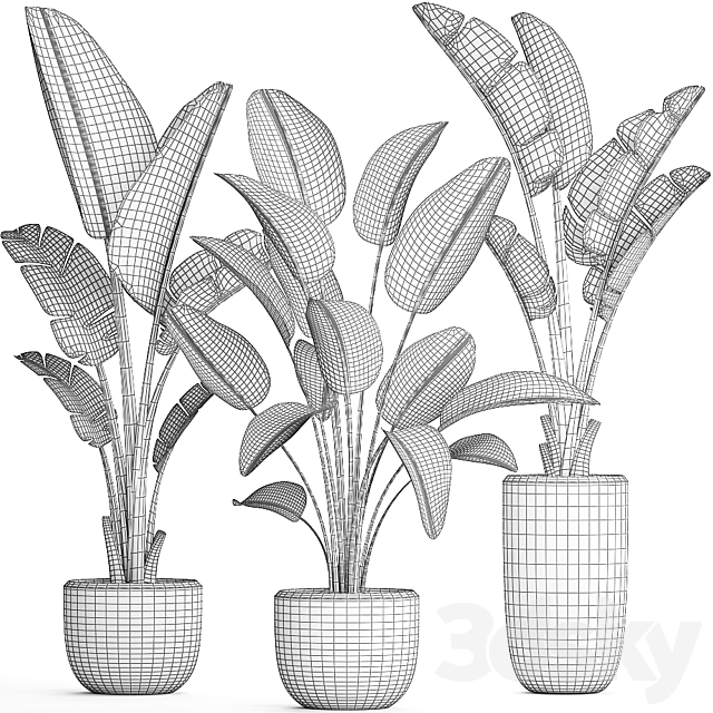 Collection of small plants in black modern pots with Banana palm. Strelitzia. Set 444. 3dsky
