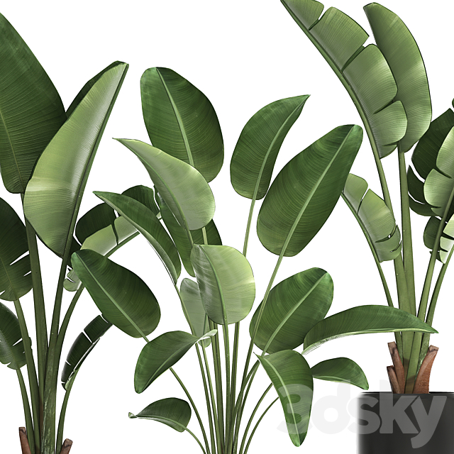 Collection of small plants in black modern pots with Banana palm. Strelitzia. Set 444. 3dskyfree