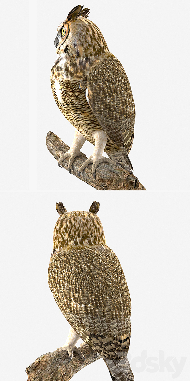 Owl 3d