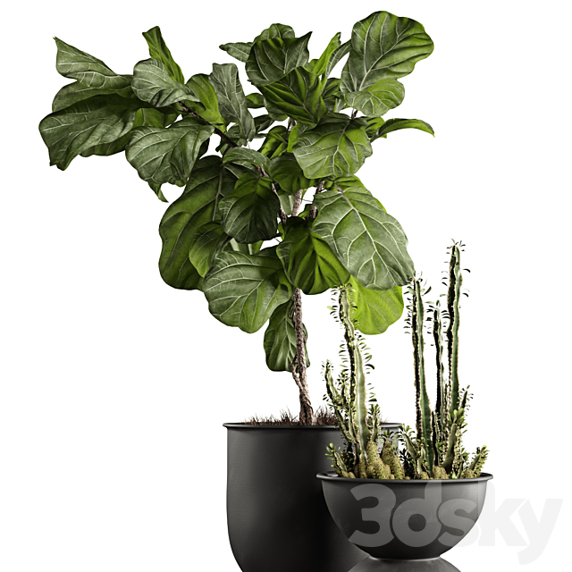 Ficus and cactus 3d