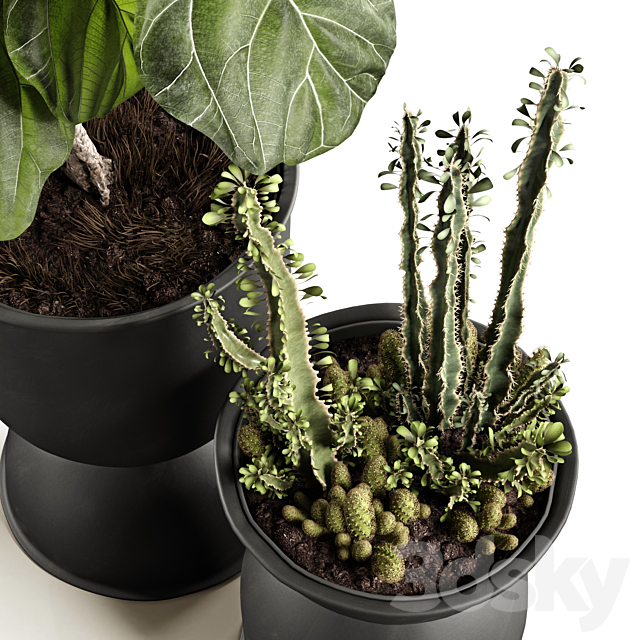 Ficus and cactus 3dsky