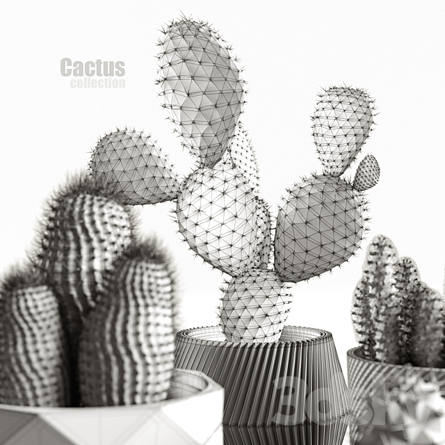Cactus collection 3dsky